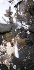 Carcinus maenas