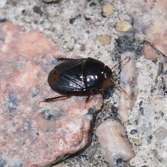 Macroscytus