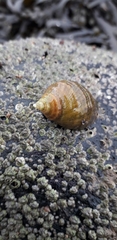 Nucella lapillus