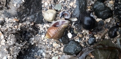 Nucella lapillus