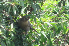 Chrysomus ruficapillus