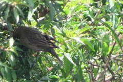 Chrysomus ruficapillus