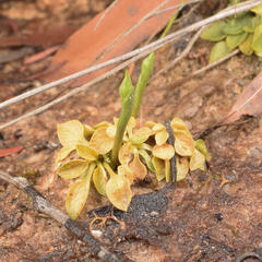 Pterostylis uliginosa
