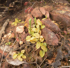 Pterostylis uliginosa