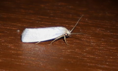 Xylorycta argentella