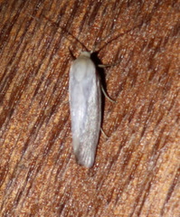 Xylorycta argentella