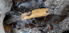 Halichondria panicea