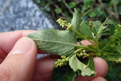 Mercurialis annua