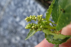 Mercurialis annua