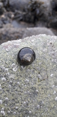 Littorina littorea