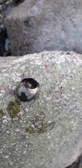 Littorina littorea
