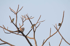 Psilopogon haemacephalus