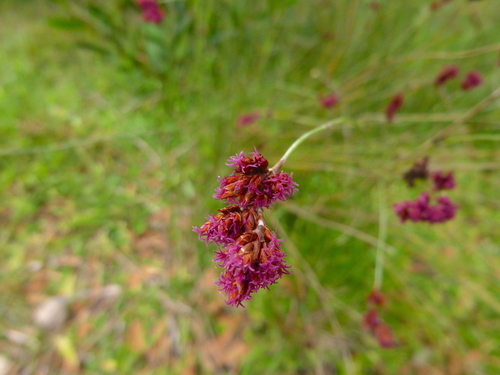 Apodasmia brownii (Apodasmia brownii)