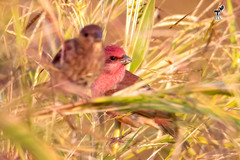 Carpodacus erythrinus