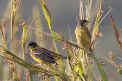 Emberiza melanocephala