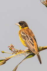 Emberiza melanocephala