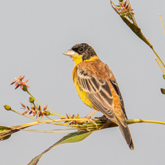 Emberiza melanocephala