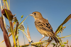 Emberiza melanocephala