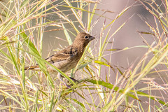 Carpodacus erythrinus