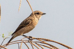 Saxicola maurus