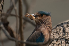 Coracias benghalensis