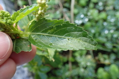 Mercurialis annua