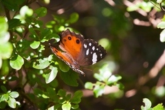 Paralethe dendrophilus