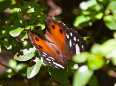 Paralethe dendrophilus