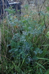 Eschscholzia californica