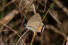 Eicochrysops messapus