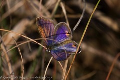 Eicochrysops messapus