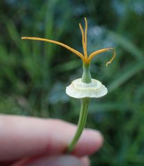 Eschscholzia californica