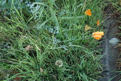 Eschscholzia californica
