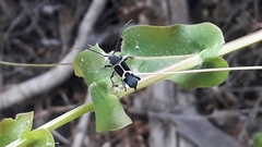 Calydon submetallicum