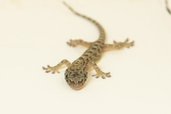 Gekko hokouensis