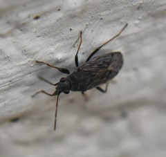 Peritrechus gracilicornis