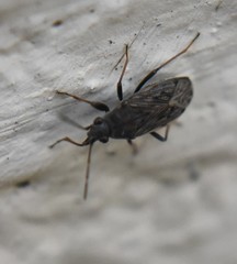 Peritrechus gracilicornis