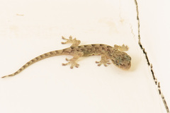 Gekko hokouensis