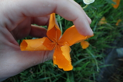 Eschscholzia californica
