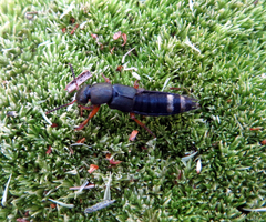 Platydracus fulvipes