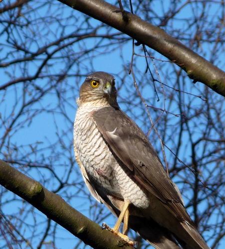 Accipiter nisus