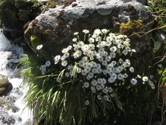 Celmisia bellidioides