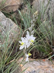Chlorophytum transvaalense