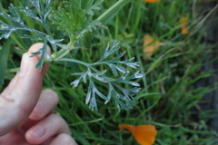 Eschscholzia californica