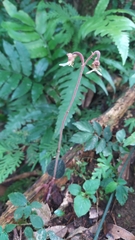 Anoectochilus formosanus