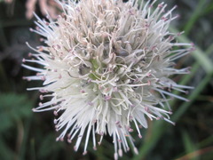 Allium schrenkii