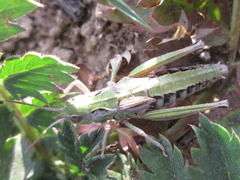 Chorthippus fallax fallax