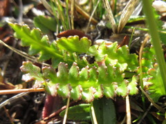 Pedicularis longiflora