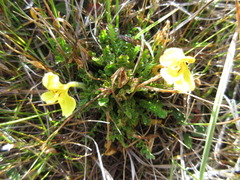 Pedicularis longiflora