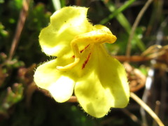 Pedicularis longiflora
